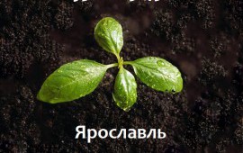 Плодородная земля для посадки растений с доставкой