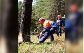 Спилить дерево, расчистка участка