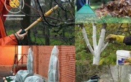 Обрезка деревьев, Спил, Вспашка