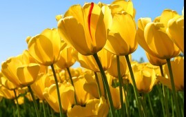 Грузопервозка нефтепродуктов