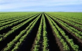 Торф с доставкой самосвалом