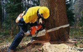 Вырубка и обрезка деревьев