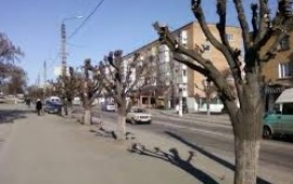 Спиливание деревьев в Скопине