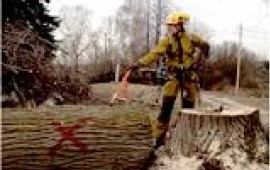 Снос проблемных деревьев