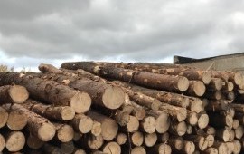 Лес Пиловочник,Кругляк Елка Сосна 2 сорт