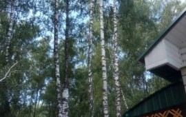 Спилить дерево, корчевание пней.