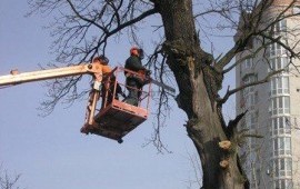 Спил деревьев, вырубка в Злынке