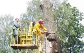 Спил деревьев. Вывоз мусора в Земетчино