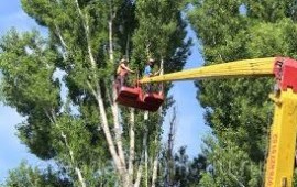 Спил деревьев опытными специалистами в Золотаревке