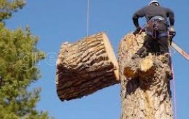 Спил деревьев с последующим вывозом в Лопатино