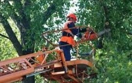 Спил деревьев, расчистка участков в Пачелме