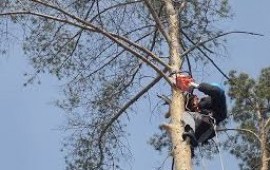 Спил деревьев любой сложности. Кронирование в Пачелме