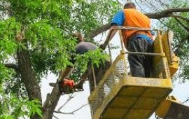 Профессиональные услуги по спилу деревьев в Евлашево