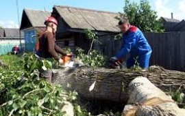 Спил деревьев в Колышлее