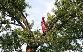 Расчистка заросших участков от растительности