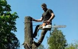 Спил деревьев, расчистка участков в Ермиши