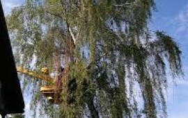 Приведем в порядок дачу, усадьбу, участок в Сараях