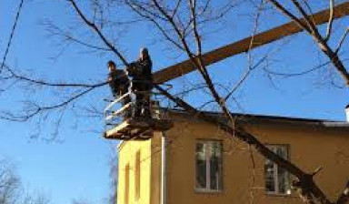Спил плодовых деревьев, уборка территории
