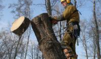 Покос травы/Спил деревьев