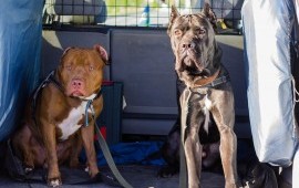 Зоотакси "Pitbull"