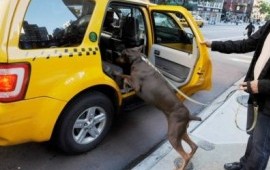 Зоотакси Pitbull