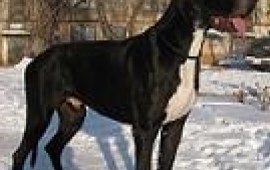 ЗОО-Такси для собак и других домашних животных