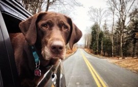 Перевозка животных