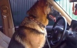 Перевозка животных