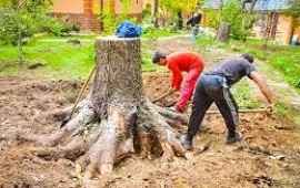 Вырубка деревьев и кустарника в Керчевском