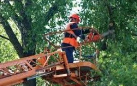 Услуги по удалению деревьев в Абане
