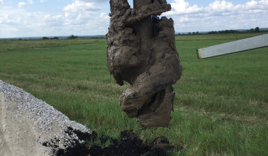 Японский ямобур в Тольятти