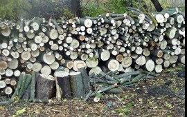 Продаём дрова амер.клен