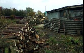 Продаём дрова амер.клен