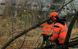Спил деревьев в Петрозаводске