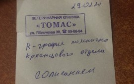 Отвезу вас с вашим животным! Цена от 250!