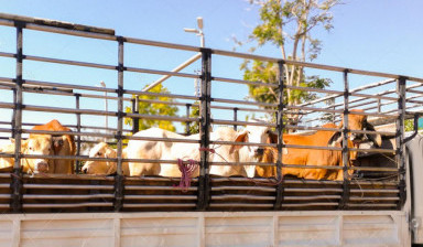 Перевозка скота в Аршане