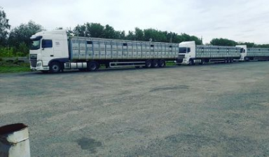 Скотовоз, перевозка скота крс по России