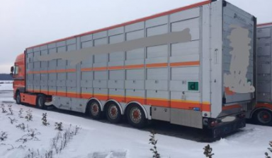 Перевозка животных скотовозами