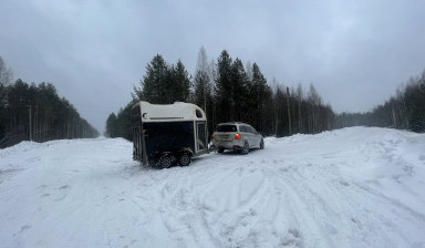 Перевозка лошадей